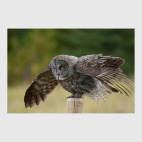 Необыкновенные птицы