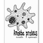 Amoeba proteus