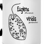Euglena&Amoeba