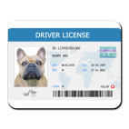 Собачьи права