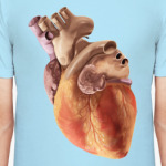 Сердце человека