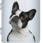 Французский бульдог