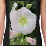 мальва, шток роза