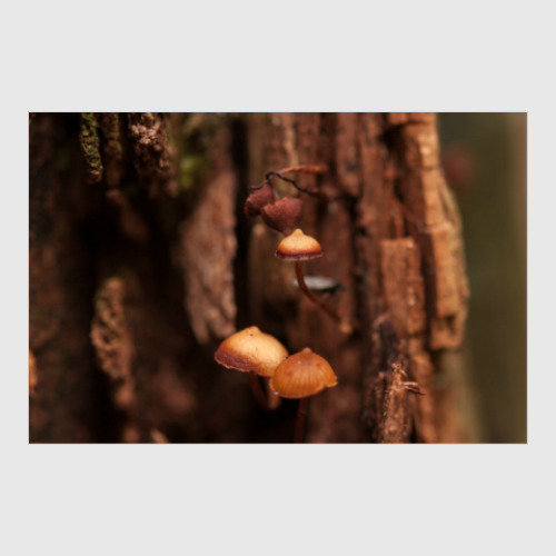 Постер с принтом Forest spirit