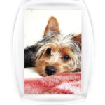 Собачка Филя