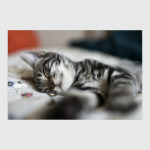 Без кота и жизнь не та