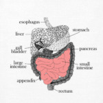 Пищеварительная система