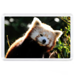 Малая панда