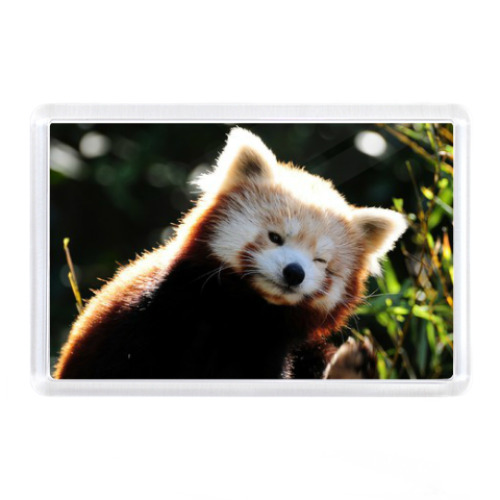 Магнит с принтом Малая панда