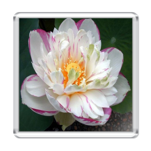 Магнит с принтом  'Лотос'