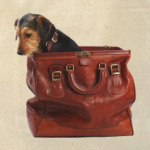  ''Dog in the Bag''