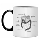 Пищеварительная система