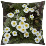  Маргаритки в сумерках