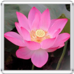  'Розовый лотос'