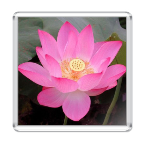 Магнит с принтом  'Розовый лотос'