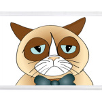  Угрюмый кот