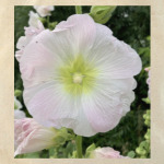 мальва, шток роза