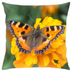 Бабочка на цветке