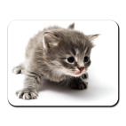 Любопытный котенок