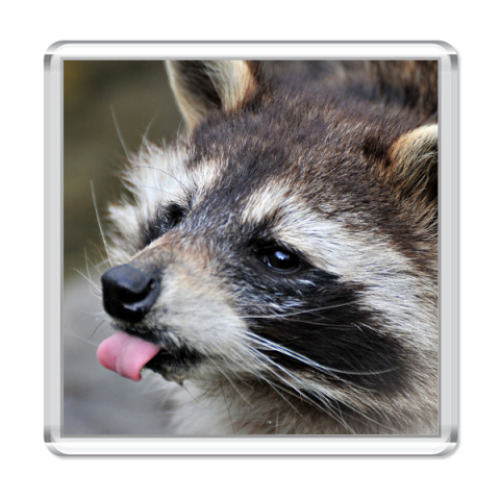 Магнит с принтом Енот