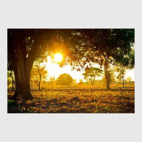 Постер с принтом Фото природы