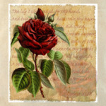 Vintage: Темно-красная роза