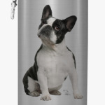 Французский бульдог