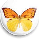 Бабочка