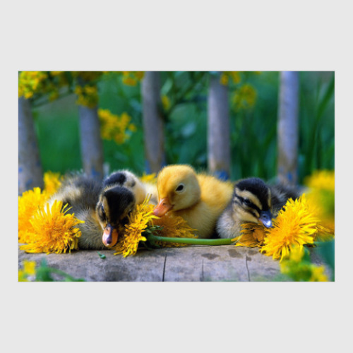 Постер с принтом Необыкновенные птицы