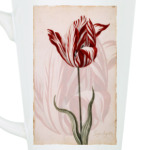 Тюльпан Semper Augustus