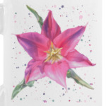 Яркий тюльпан