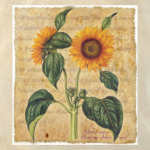 Подсолнух Heliantus annuus