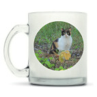 Котики: грани реальности