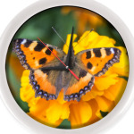 Бабочка на цветке