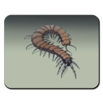 Сколопендра макро