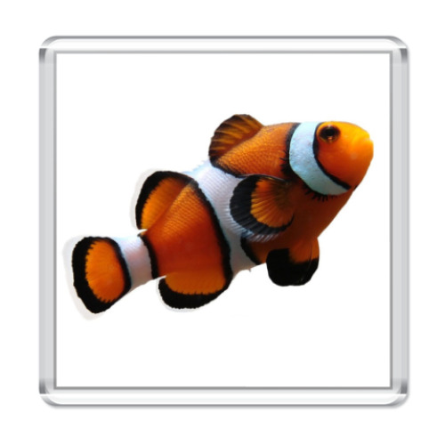 Магнит с принтом  Рыба-клоун