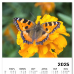 Бабочка на цветке