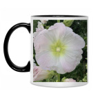 мальва, шток роза