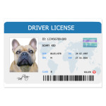 Собачьи права