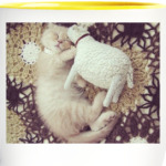 Котенок с овечкой