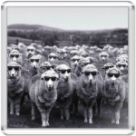 Овечки в очках