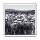 Овечки в очках