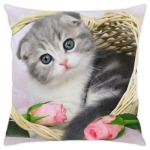 Кот в корзине