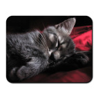 "Не бойся, я не трону!"