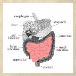 Пищеварительная система