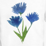 Василек полевой