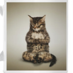 Кот медитирует