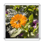 Пчела на цветке