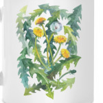 Солнечные одуванчики