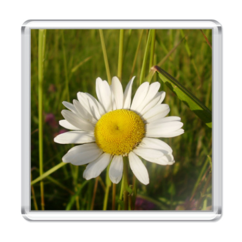 Магнит с принтом  РОМАШКА